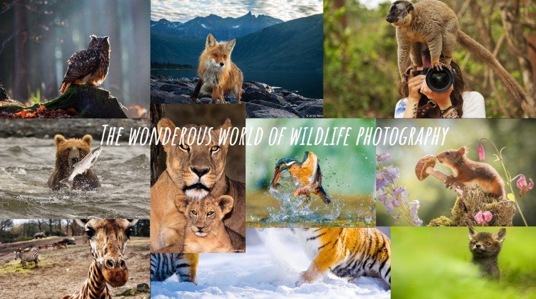 Wildlife